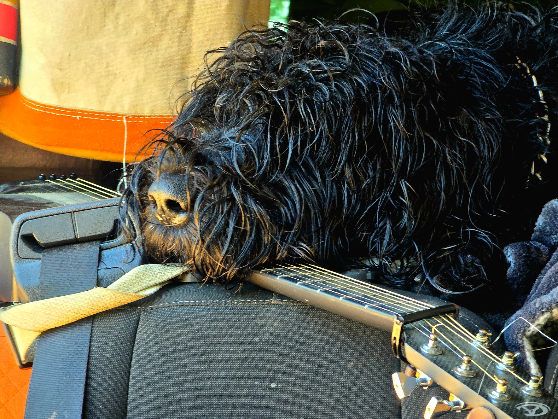 Toddy asleep on a guitar in the van